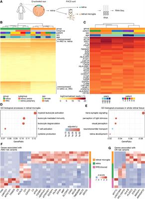 In-Depth Molecular Profiling Specifies Human Retinal Microglia Identity